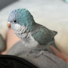 Lost Blue Quaker Bird in Jackson, MI in Jackson, mi