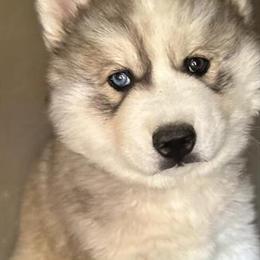 Biewer puppy ready for new home in Raleigh, nc