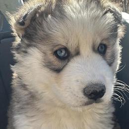 Male Puppy Ready for Adoption in Raleigh, nc