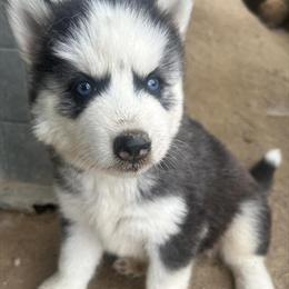 Siberian Husky Female - Black and White in Raleigh, nc