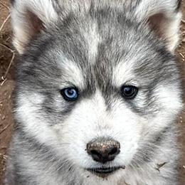 Siberian Husky Puppy - Bi-eyed Male Ready for Forever Home in Raleigh, nc