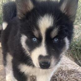 Siberian Husky Male with Swivel Mask in Raleigh, nc