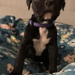 Boxer Puppies Available - 5 Weeks Old in Summer Shade, ky