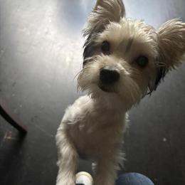 Yorkshire Terrier Available for Stud in Ooltewah, tn