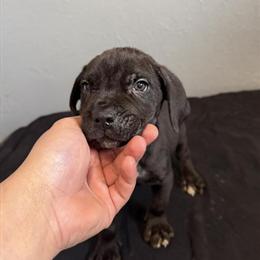 Cane Corso Puppies Available - AKC Registered in Pittsburgh, pa