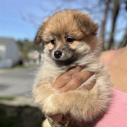 Maltipom Puppies Available in Raleigh, nc