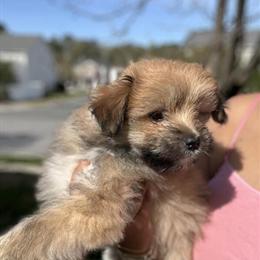 Maltipom Puppies Ready for New Homes in Raleigh, nc
