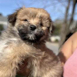 Maltipom Puppies Available in Raleigh, nc