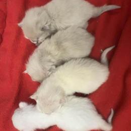 TICA Registered Ragdoll Kittens for Sale in Fleetwood, pa