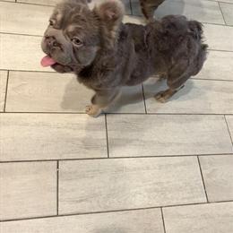 Bulldog Stud Rhino - Health Tested, Lilac & Tan, $1,500 Intro Fee in Palm Bay, fl
