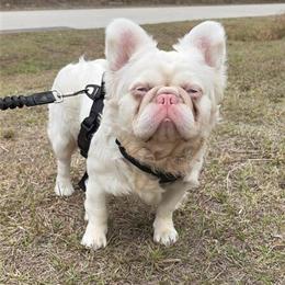 French Bulldog Stud - Pink & Tan Fluffy Available for Stud Service in Palm Bay, fl