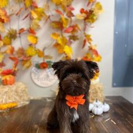 Chocolate Yorkshire Terrier Stud Available in Ooltewah, tn