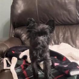 Yorkshire Terrier - Black Male Yorkie Available for Stud in Ooltewah, tn