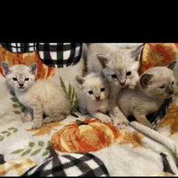 Siamese Kittens Waiting List for Upcoming Litter in Fort Wayne, in