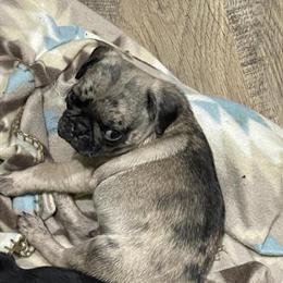 Merle Pugs Ready for New Homes After March 29th in Evansville, in