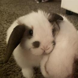 Mini Lop Bunny Rabbit Looking for a New Home in Grove City, oh