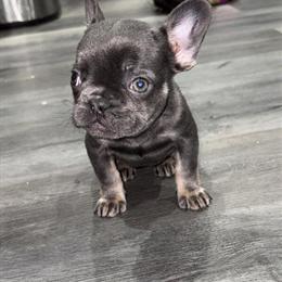 French Bulldog Female Tri in Philadelphia, pa