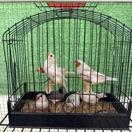 Red Rump Finches and Various Other Finches for Sale in Bluffton, oh