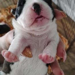 Female Puppy Available in Hudson, fl