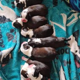 Boston Terrier Puppies Available in Hudson, fl