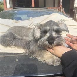 Miniature Schnauzer Puppies Available in Gainesville, ga