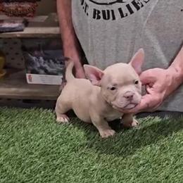 American Bully Puppies Ready for New Homes in Citrus Heights, ca