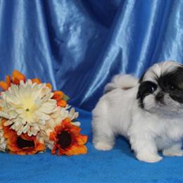 Tiny Male Shih Tzu Puppy - Price Reduced Again in Brant, mi