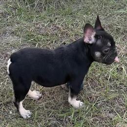 French Bulldog Female Puppies Ready for New Homes in Georgetown, sc