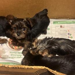 Tiny Teddybear Toy Yorkies for Sale in Orlando, fl