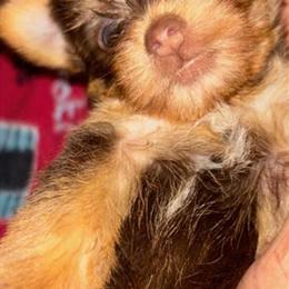 Beautiful Brown Yorkshire Terriers Ready for New Homes in Orlando, fl