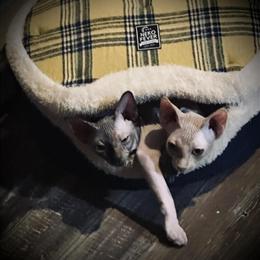Sphynx Kittens Expected April 2026 in London, ky