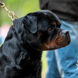 Rottweiler Stud Service from Champion Males in Jefferson City, tn