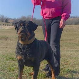 Rottweiler puppies from Champion sired litter in Jefferson City, tn