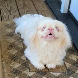 Pekingese for Adoption in Norfolk, va