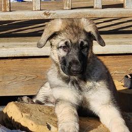 German Shepherd Puppies Available in Stratford, wi