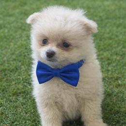 Pomeranian Puppies for Adoption in Bloomington, in