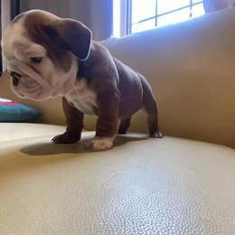 English Bulldog Puppy from CH Bloodline in Rochester, mi