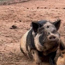 Potbelly Pig Benny, 2.5 Years Old, Ready for New Home in Mooresville, nc