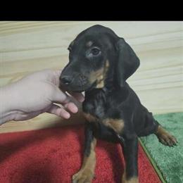 Doberman Puppies for Sale - AKC Registered in Florence, al