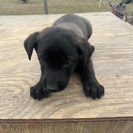 Belgian Malinois Puppies Available in Florence, al