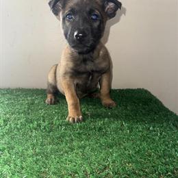 Belgian Malinois Female Puppy from Working Bloodlines in Florence, al