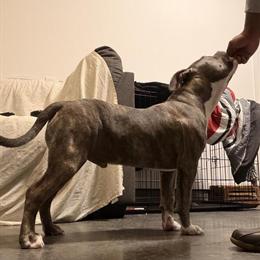 American Bully Standard Stud ABKC/UKC in Greenville, nc