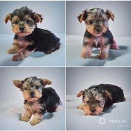 Yorkshire Terrier Puppies Ready for Their Forever Home in Lombard, il