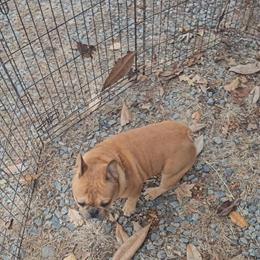 Adult Male Fawn Merle French Bulldog for Sale in Burlington, nc
