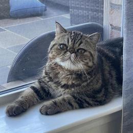 Exotic Shorthair Female Kitten Available in Frisco, TX in Chicago, il