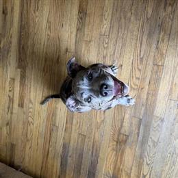 Male Merle Bully Puppy for Sale in Nashville, tn