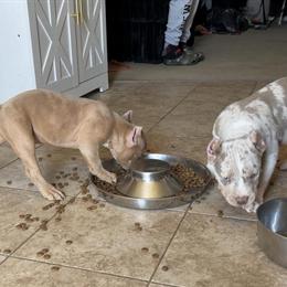 American Bully Puppies Ready for Forever Homes in Hesperia, ca