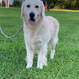 Golden Retriever Stud Service Available in Gallipolis, oh