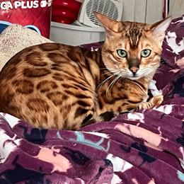 Purebred Bengal Kittens Available Now in Flint, mi