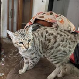 Snow Bengal Cat Available in Flint, mi
